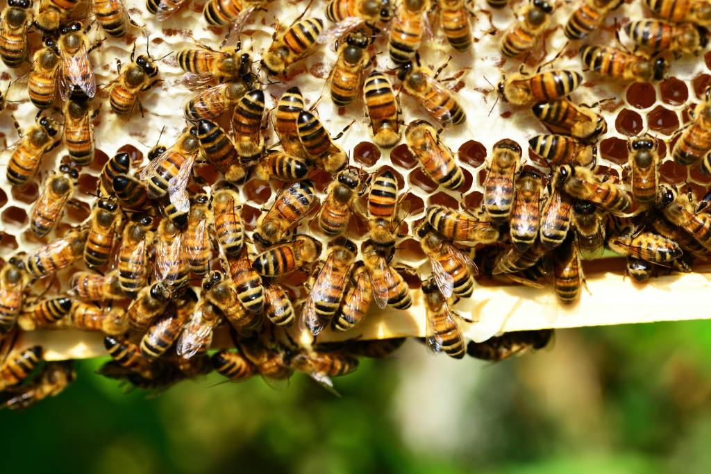 A group of bees on a hive honeycomb.