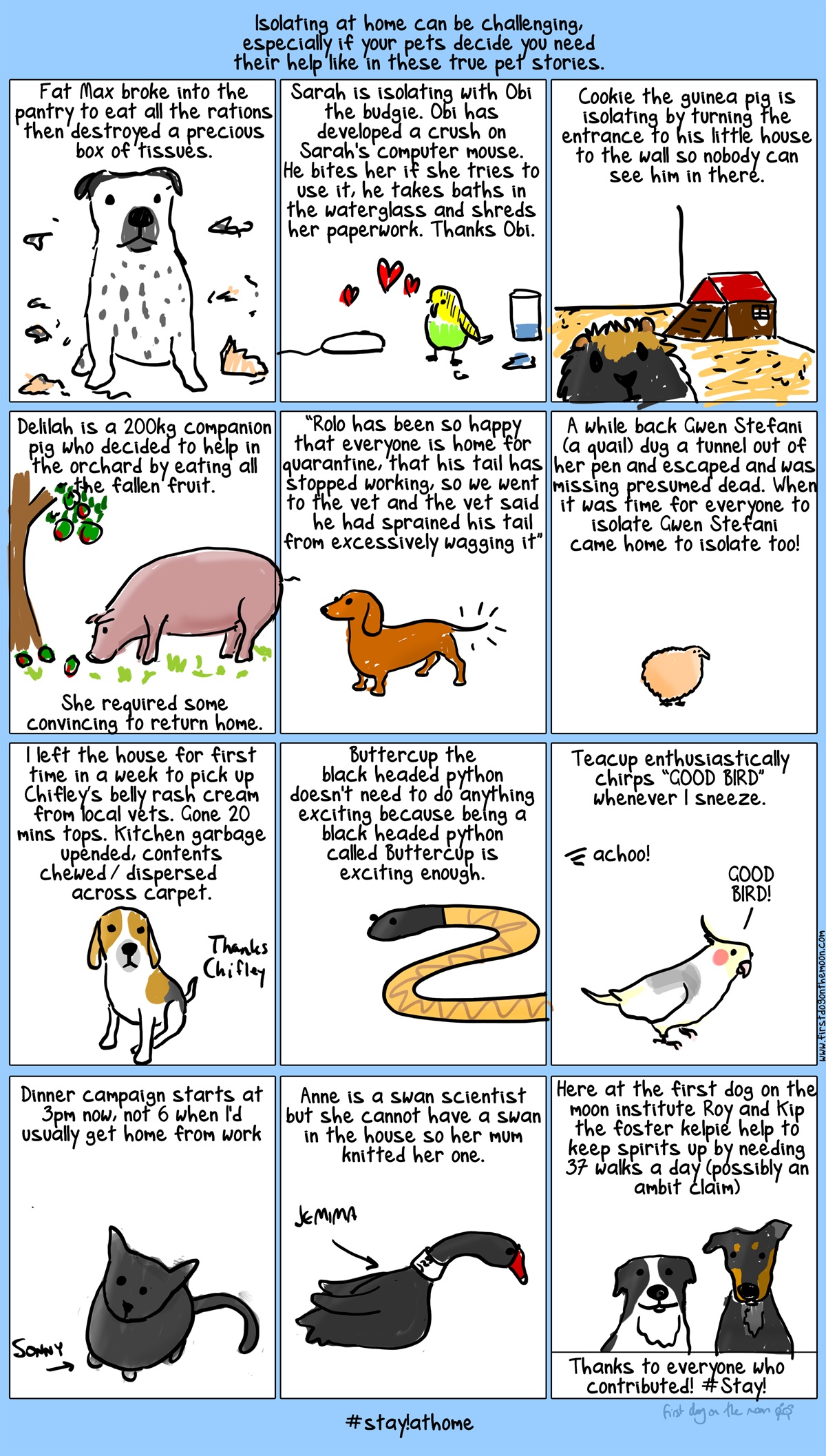 12 panels contain 12 funny stories about pets during the pandemic when their owners worked from home.