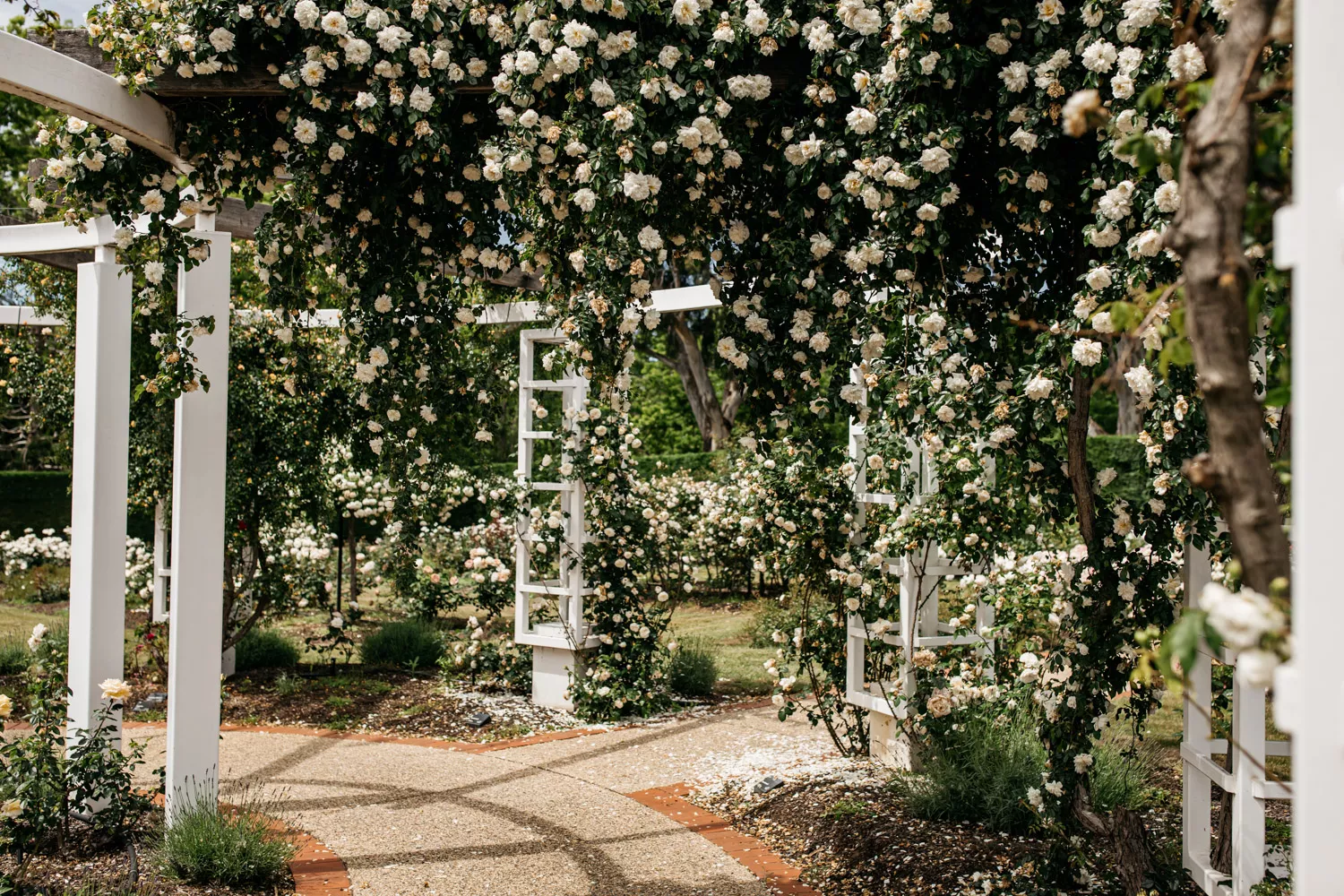 The corner of a pergola with white timber covered in trails of white flowers. 