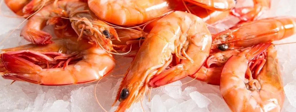 Fresh prawns sat on ice