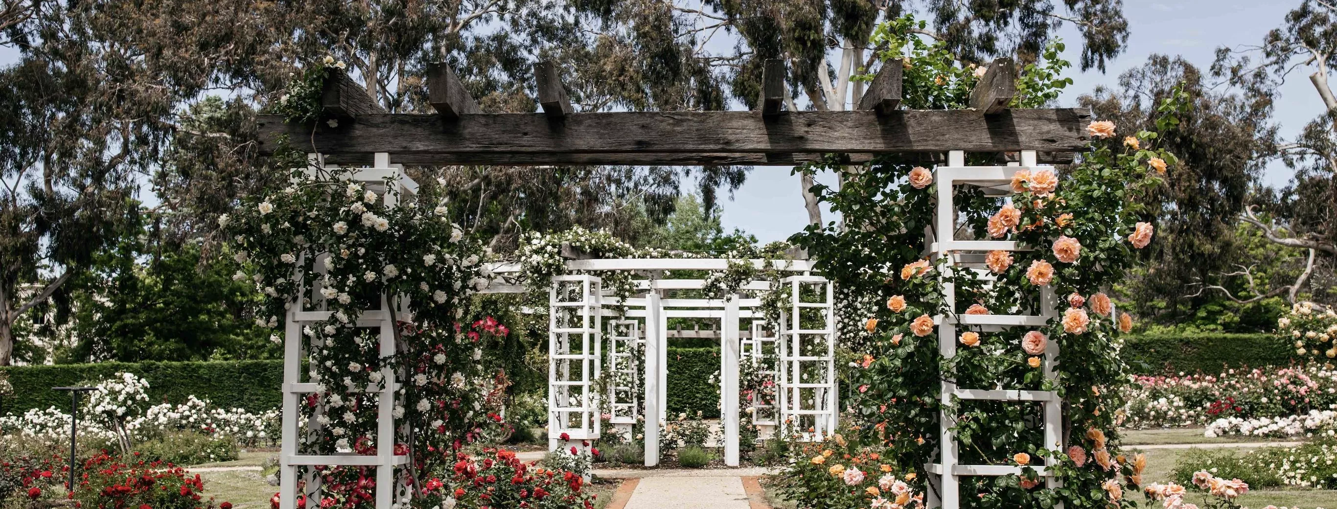 A pathway in a garden with a series of white timber archways covered in different coloured roses. 