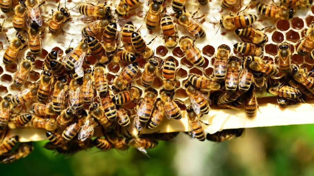 What bees can teach us about democracy