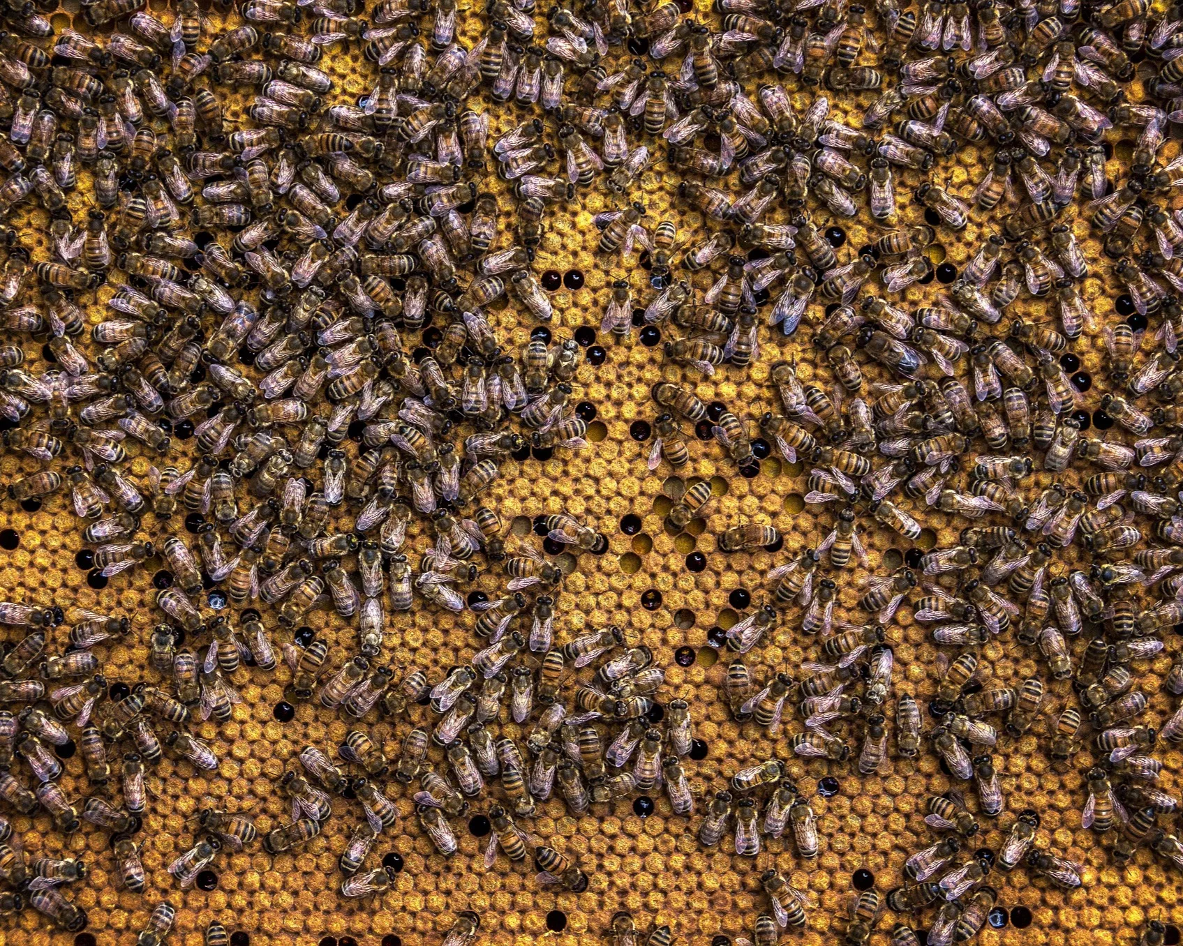 The rise of bee activism – how these humble insects have inspired a mass movement