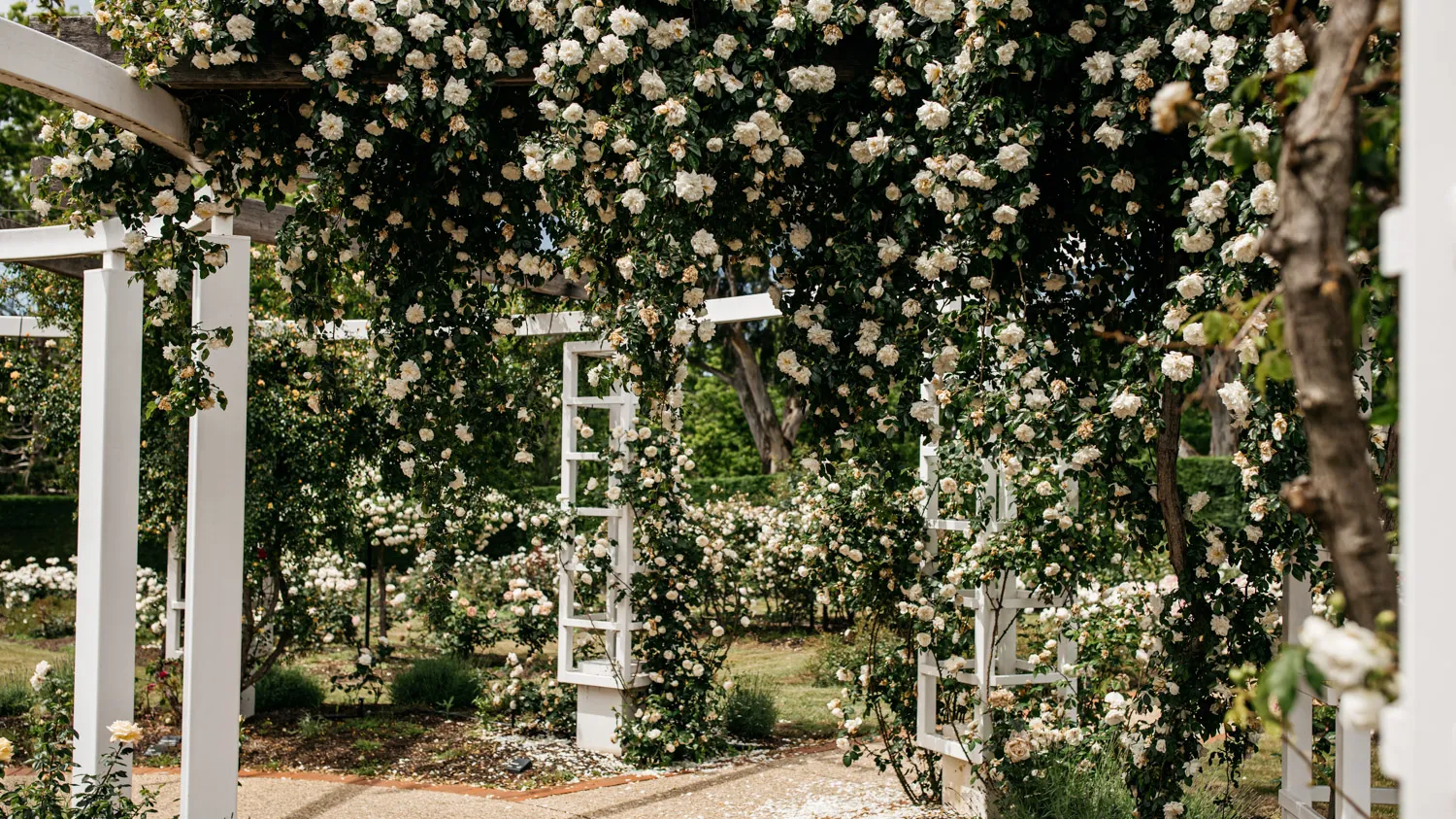 Old Parliament House Rose Gardens Tour