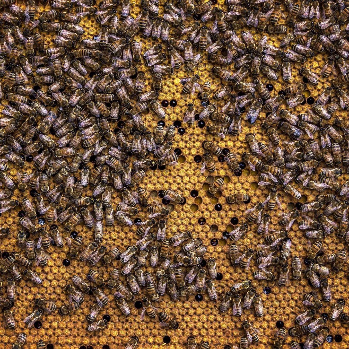 The rise of bee activism – how these humble insects have inspired a mass movement