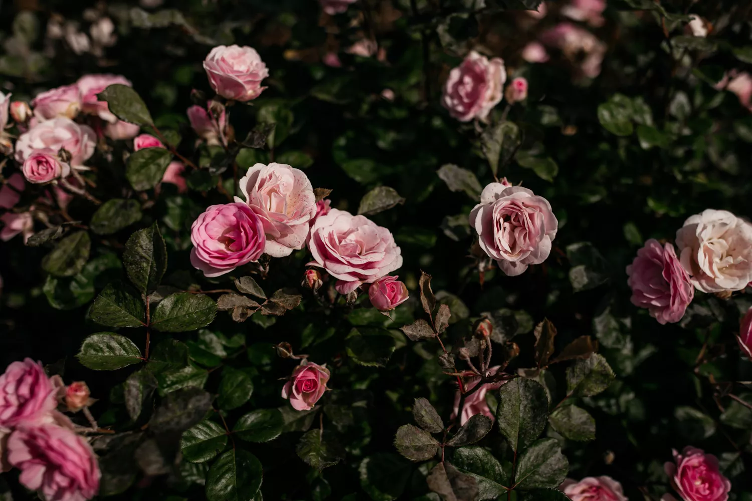 A close up of lots of pink roses in a garden.